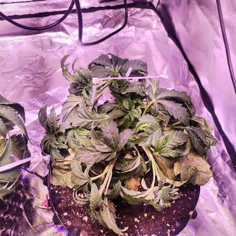 Wedding Cake growlog timeline photo