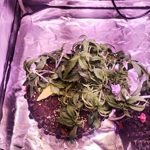 Wedding Cake growlog timeline photo