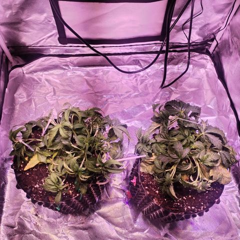 Wedding Cake growlog timeline photo