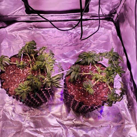 Wedding Cake growlog timeline photo