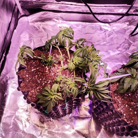 Wedding Cake growlog timeline photo