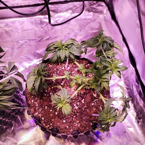 Wedding Cake growlog timeline photo
