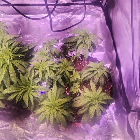 Wedding Cake growlog timeline photo