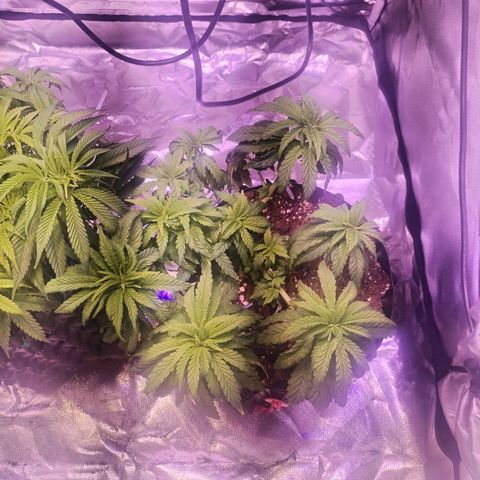 Wedding Cake growlog timeline photo