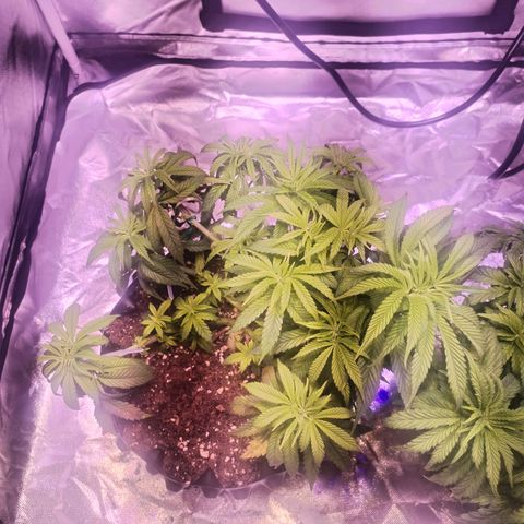 Wedding Cake growlog timeline photo