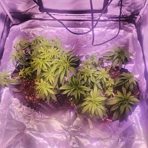 Wedding Cake growlog timeline photo