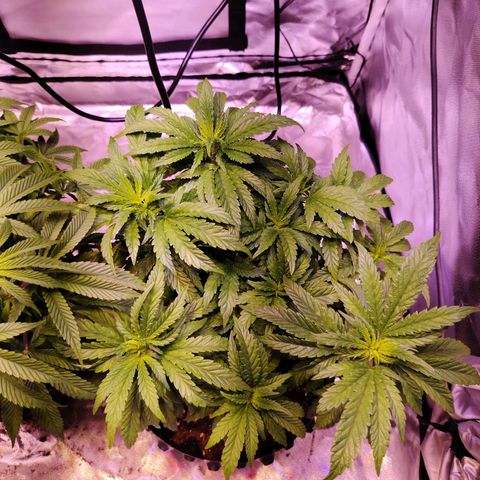 Wedding Cake growlog timeline photo