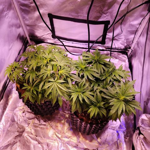 Wedding Cake growlog timeline photo