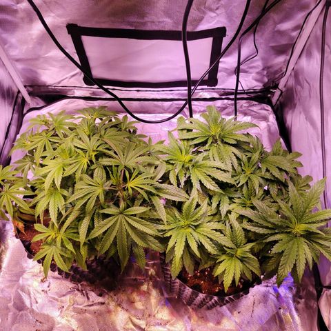 Wedding Cake growlog timeline photo