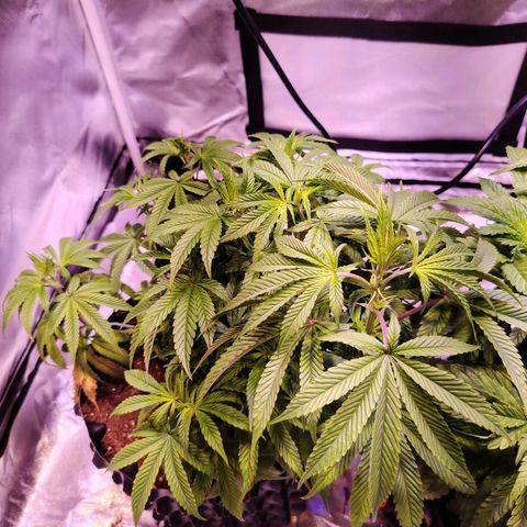 Wedding Cake growlog timeline photo