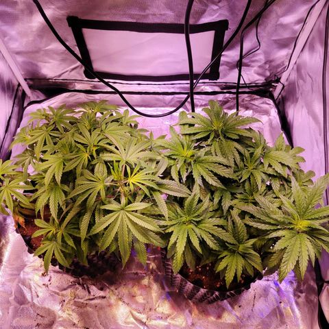 Wedding Cake growlog timeline photo