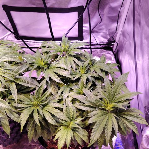 Wedding Cake growlog timeline photo