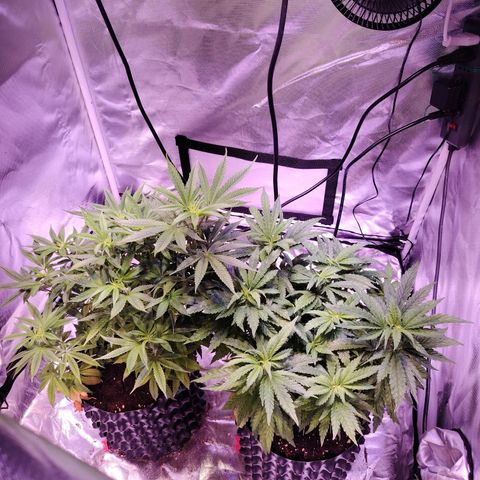 Wedding Cake growlog timeline photo