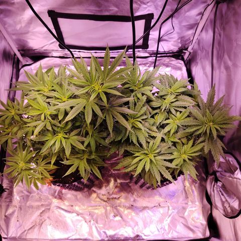 Wedding Cake growlog timeline photo