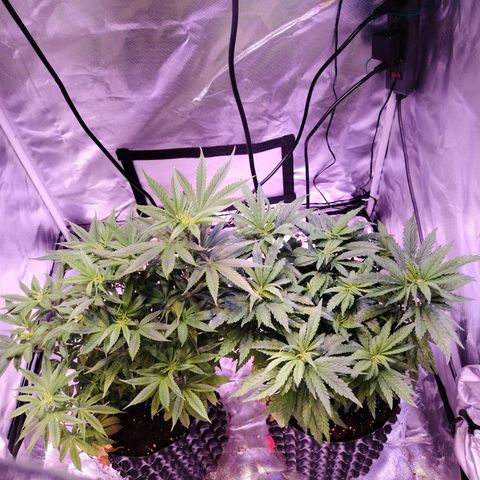 Wedding Cake growlog timeline photo