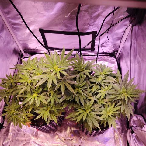 Wedding Cake growlog timeline photo