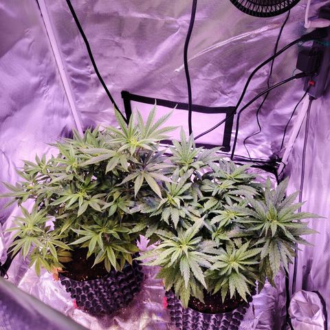Wedding Cake growlog timeline photo