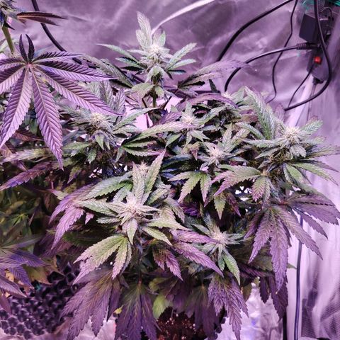 Wedding Cake growlog timeline photo