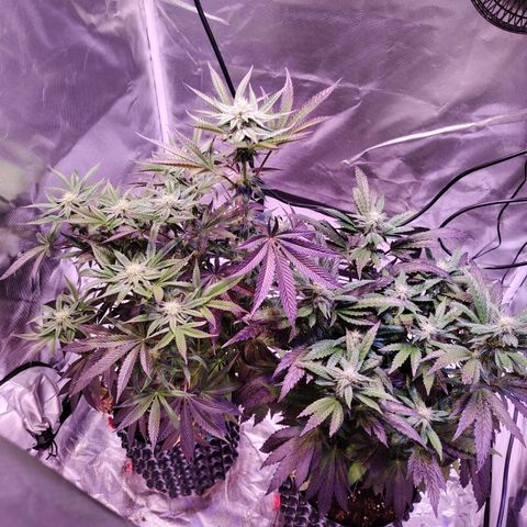 Wedding Cake growlog timeline photo