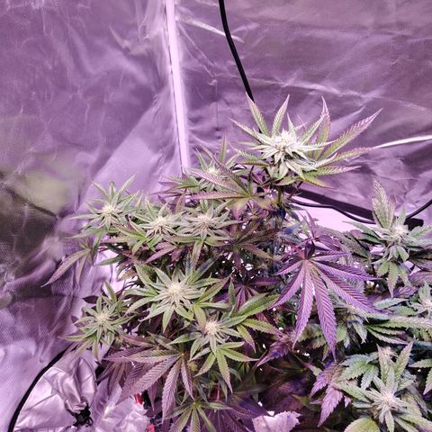 Wedding Cake growlog timeline photo