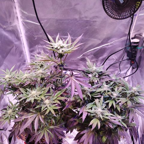 Wedding Cake growlog timeline photo