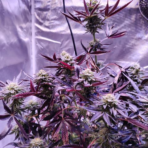 Wedding Cake growlog timeline photo