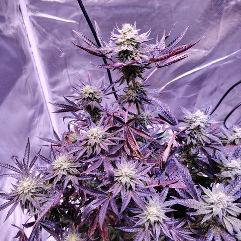 Wedding Cake growlog timeline photo