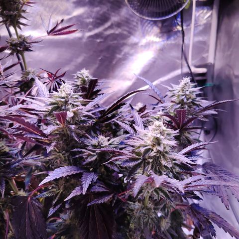 Wedding Cake growlog timeline photo