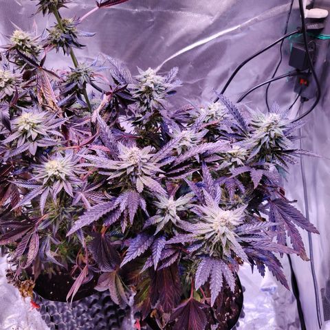 Wedding Cake growlog timeline photo