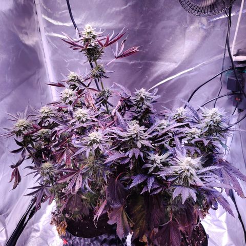 Wedding Cake growlog timeline photo