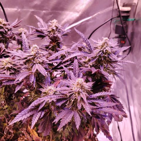 Wedding Cake growlog timeline photo