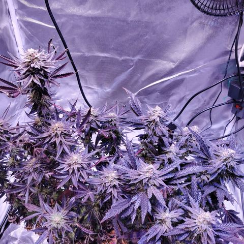 Wedding Cake growlog timeline photo
