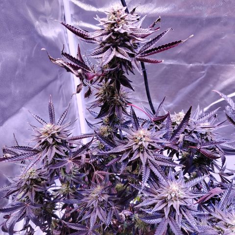 Wedding Cake growlog timeline photo