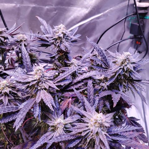 Wedding Cake growlog timeline photo