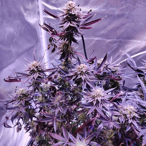 Wedding Cake growlog timeline photo