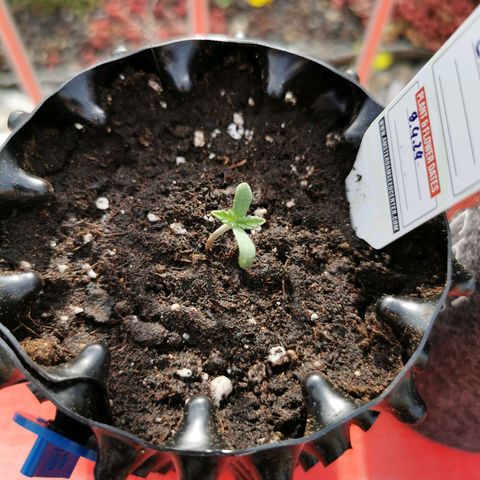 Cookies Kush #2 growlog timeline photo