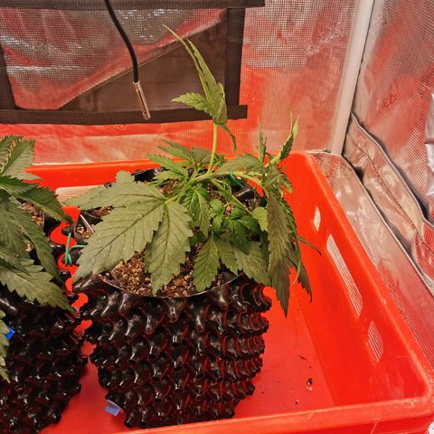 Cookies Kush #2 growlog timeline photo