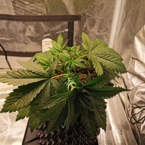 Cookies Kush #2 growlog timeline photo