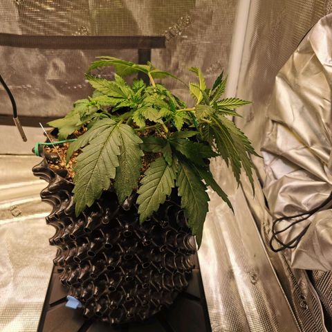 Cookies Kush #2 growlog timeline photo