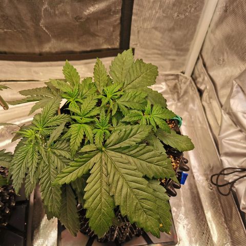 Cookies Kush #2 growlog timeline photo