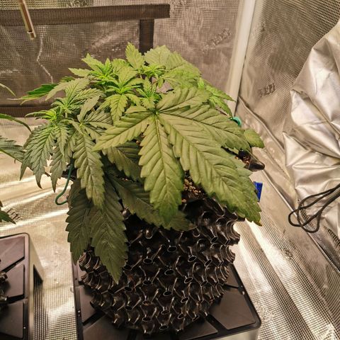 Cookies Kush #2 growlog timeline photo