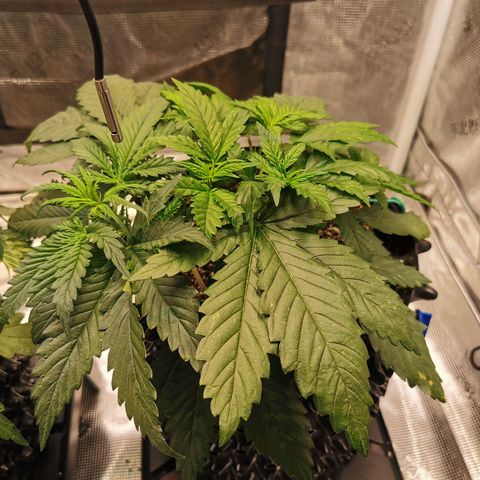 Cookies Kush #2 growlog timeline photo