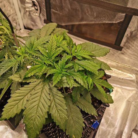 Cookies Kush #2 growlog timeline photo