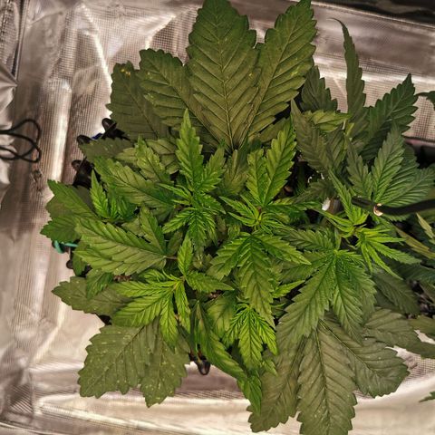 Cookies Kush #2 growlog timeline photo