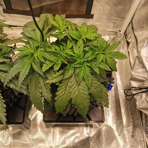 Cookies Kush #2 growlog timeline photo