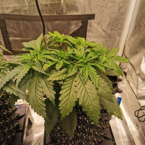 Cookies Kush #2 growlog timeline photo