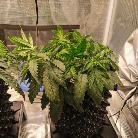 Cookies Kush #2 growlog timeline photo