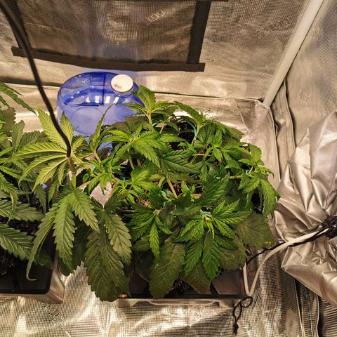 Cookies Kush #2 growlog timeline photo