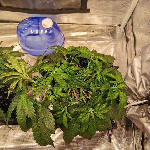 Cookies Kush #2 growlog timeline photo