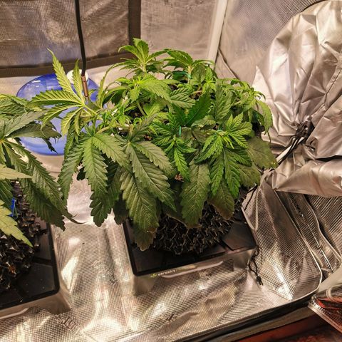 Cookies Kush #2 growlog timeline photo